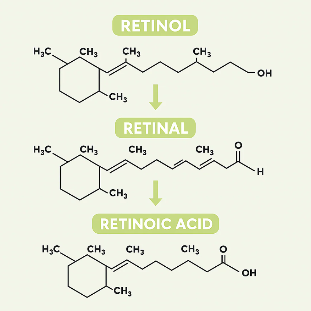 Meloria™ L’alternative nouvelle génération au rétinol